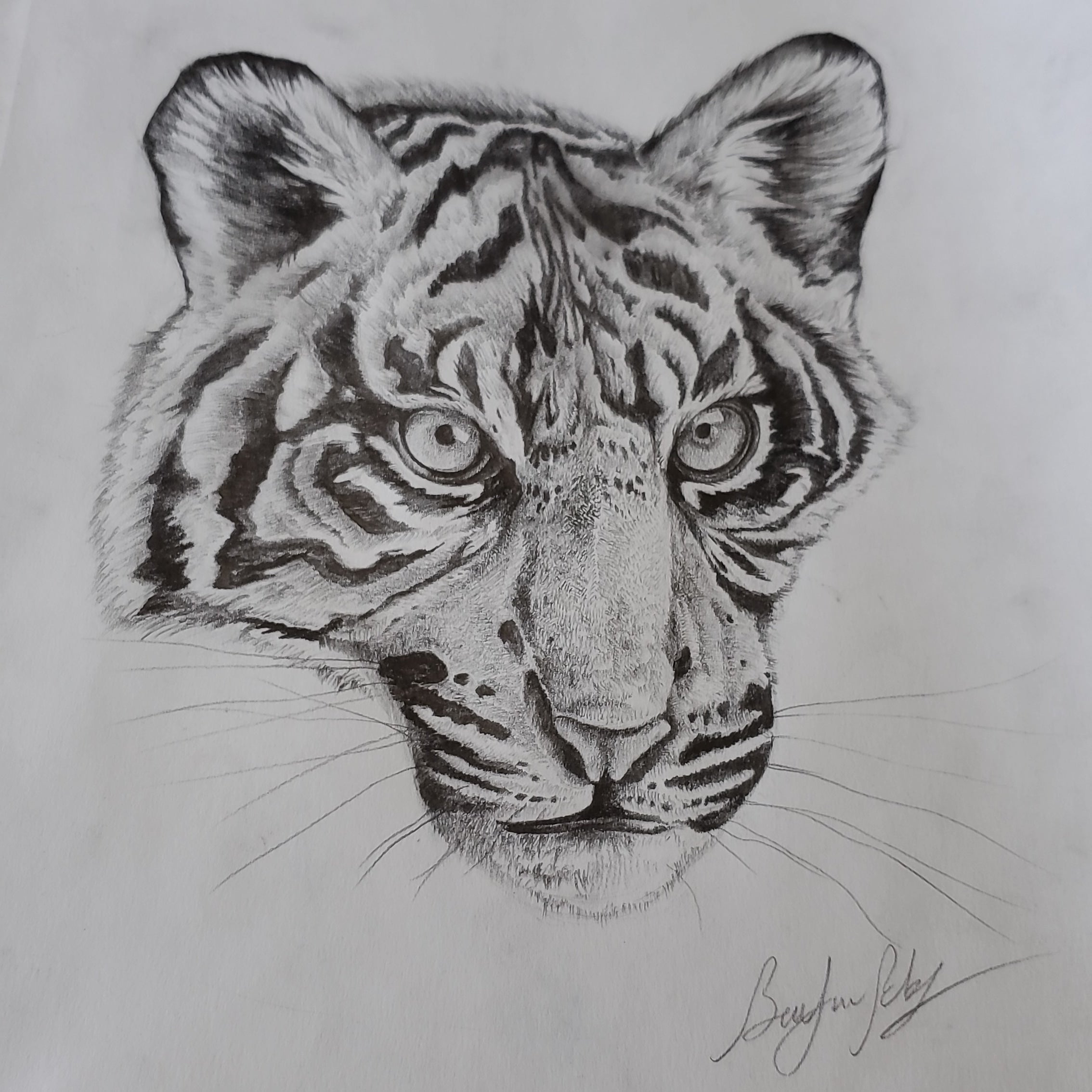 OC] Detail of a tiger drawing I've been working on for 4 months : r/drawing
